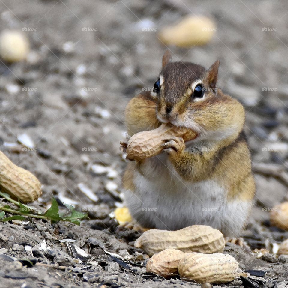A pregnant chipmunk stuffing it’s cheeks with peanuts