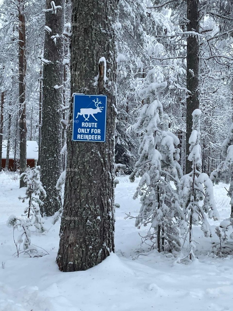 Route only for reindeer, Laponia, Finlandia, Marzo 2023