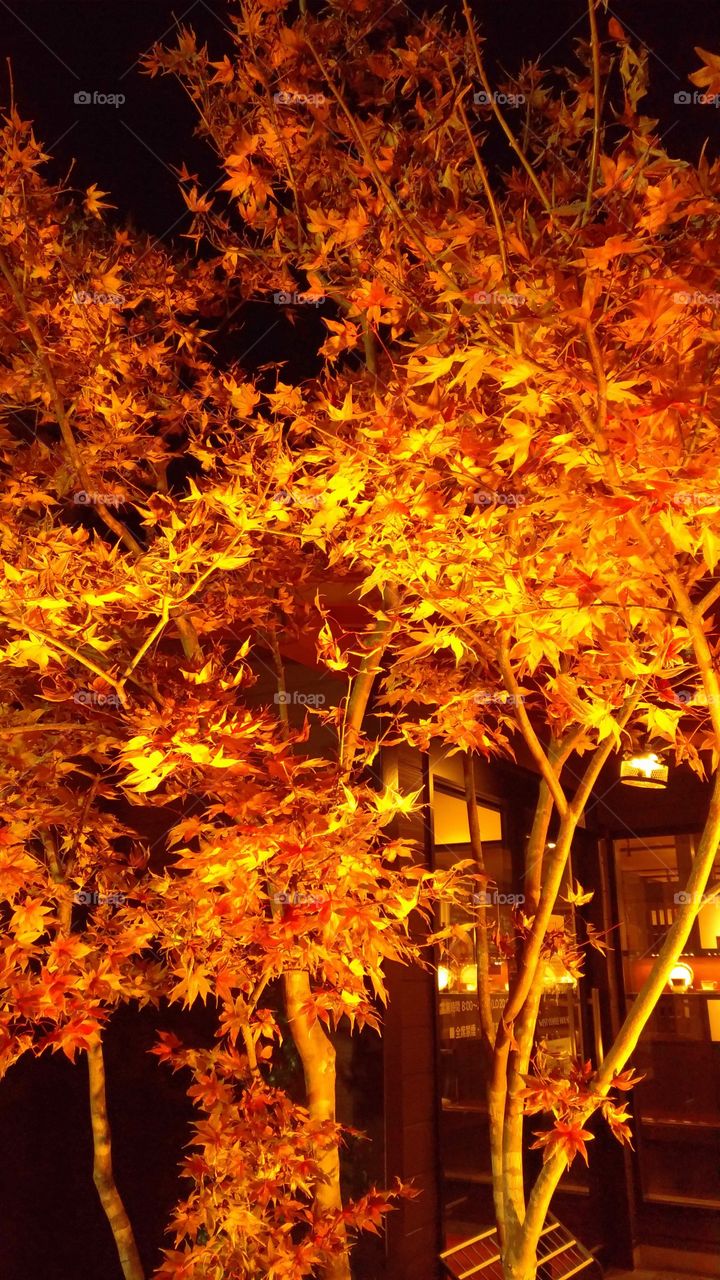 Golden leaves at night