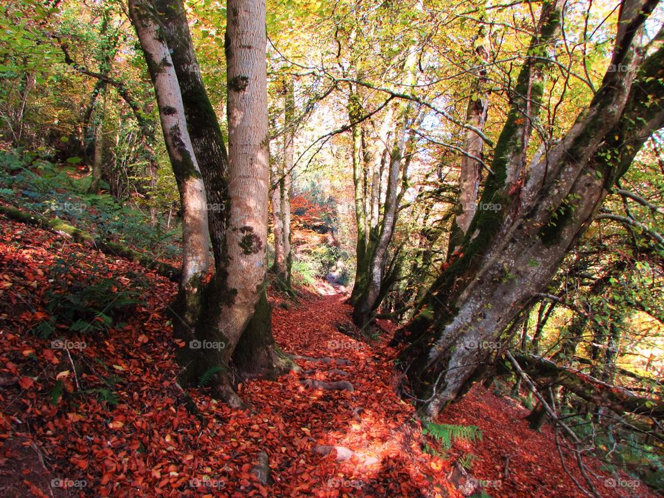 following a leafy woodland path