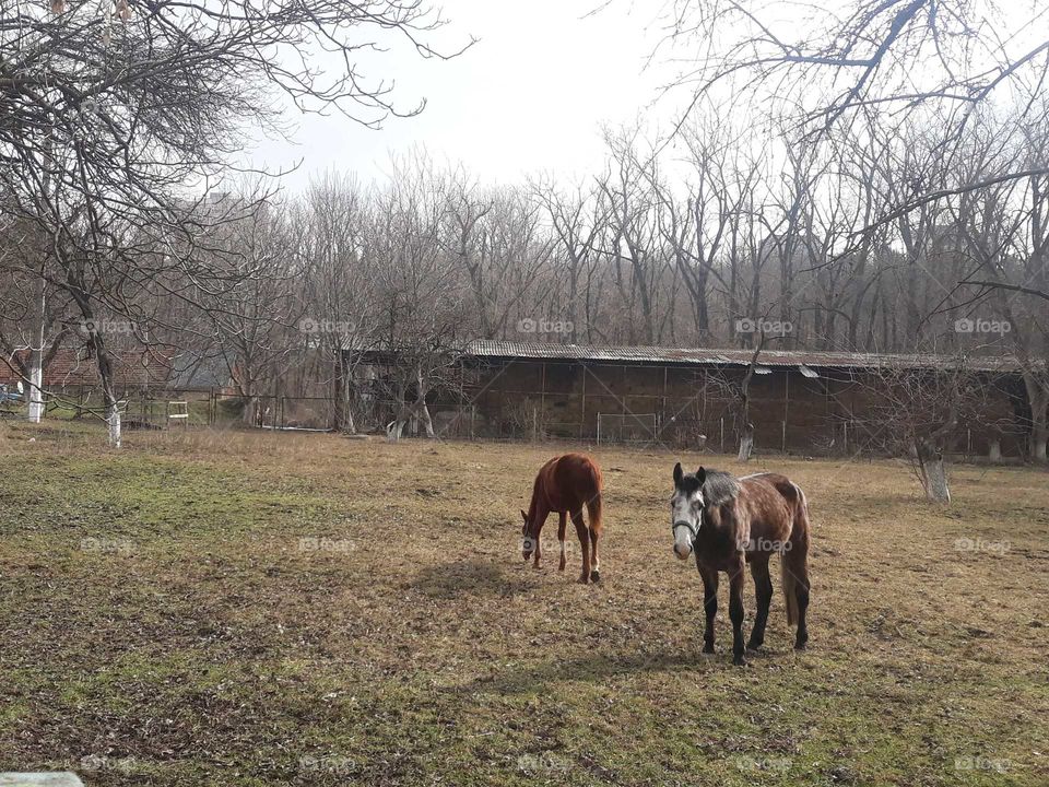 2 beautiful Horses
