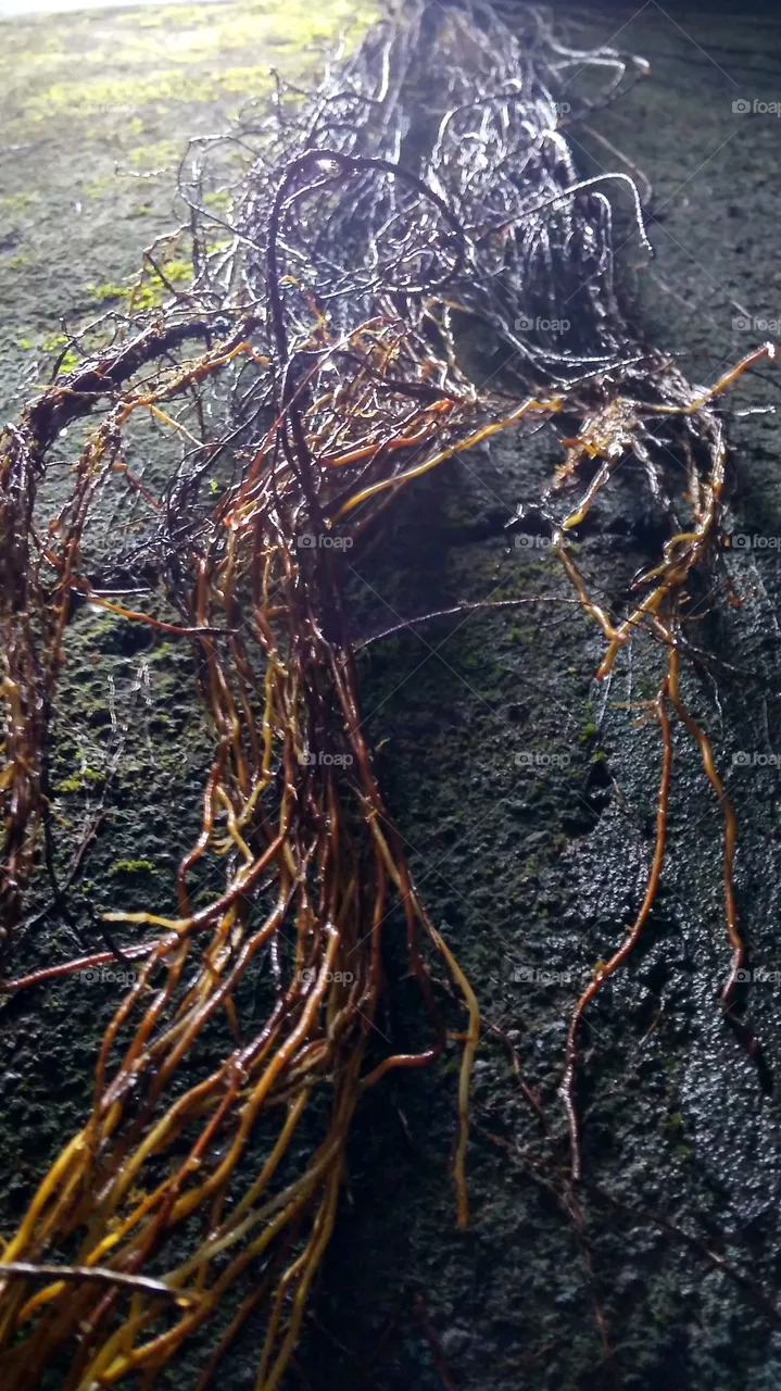 root