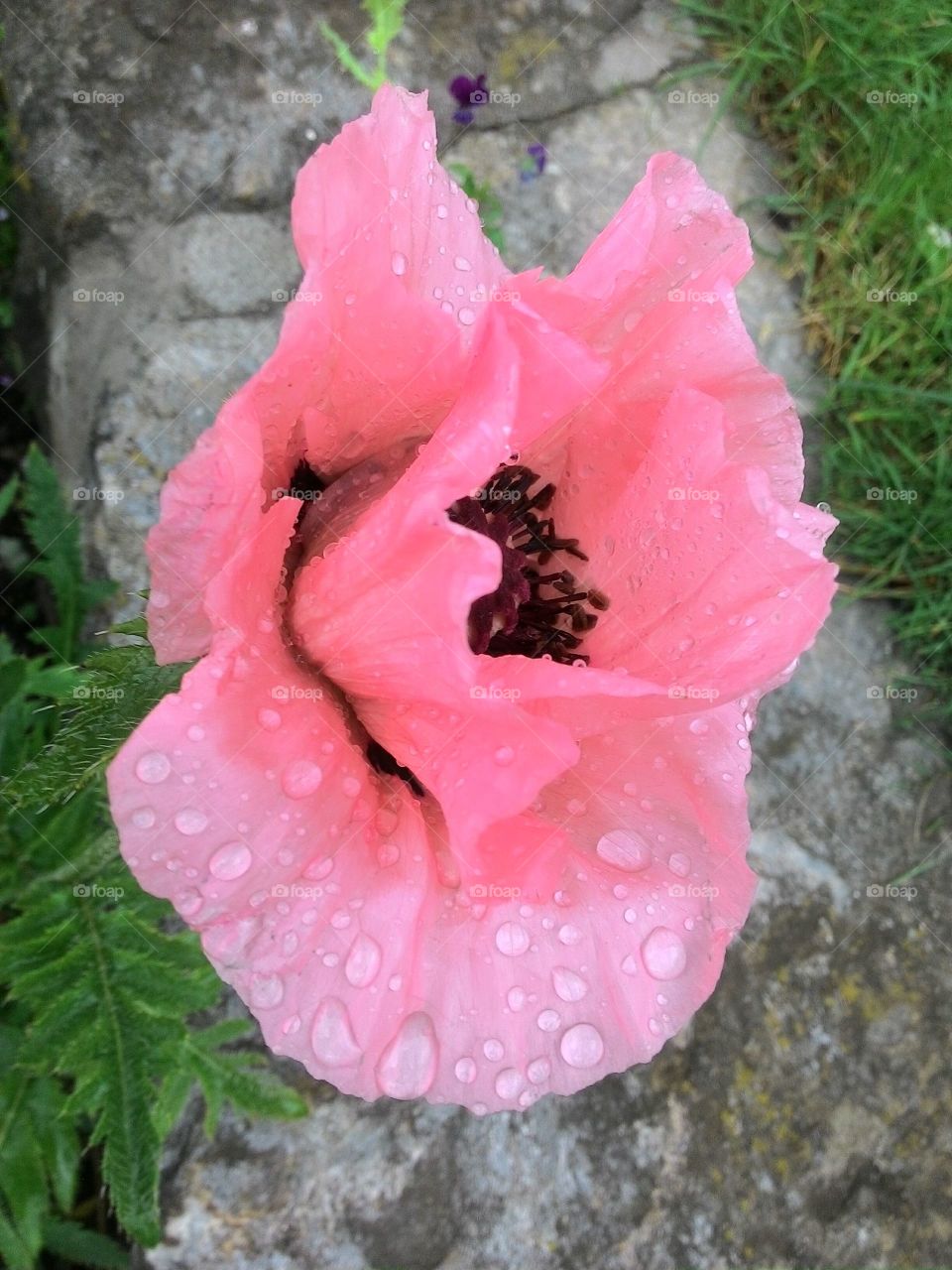 pink poppy