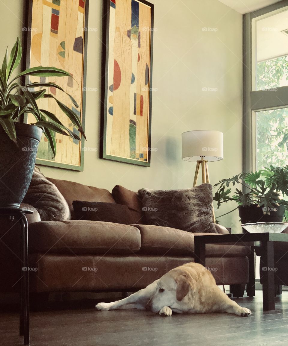 Living Room. Dog. Art. Green. 