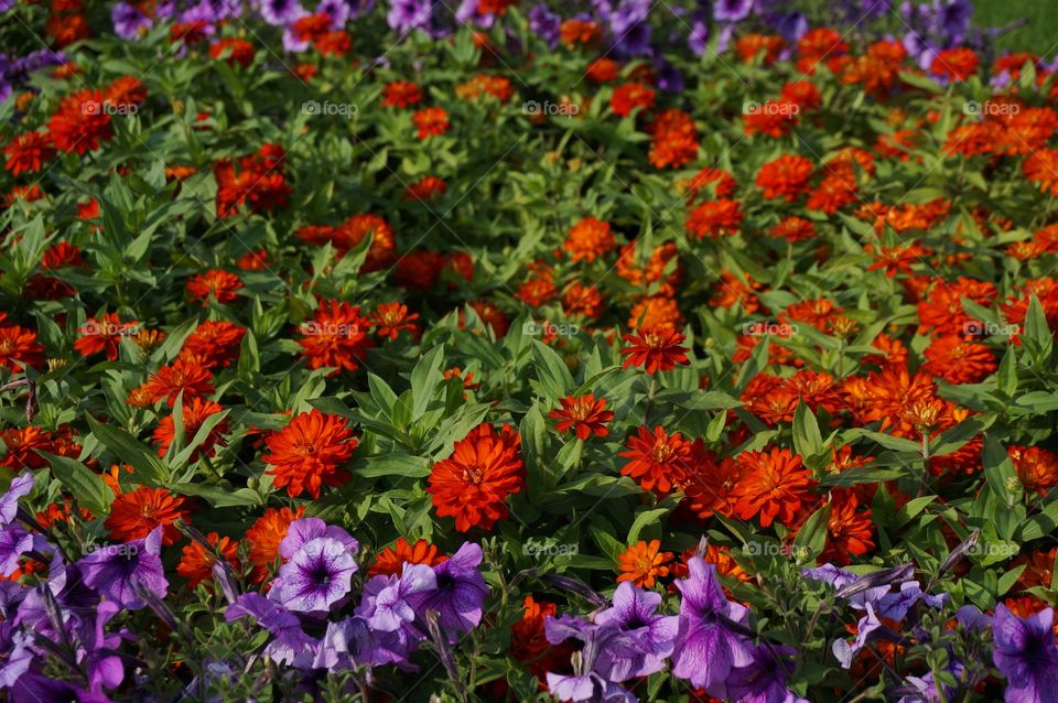 Flowers in blossom