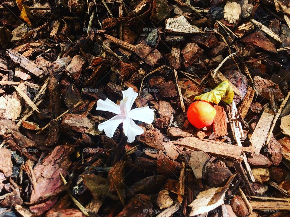 Fresh flower on dry wood