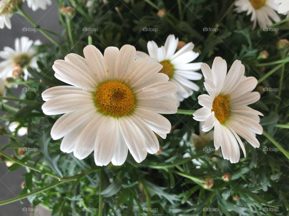 Full bloom flowers during spring season 