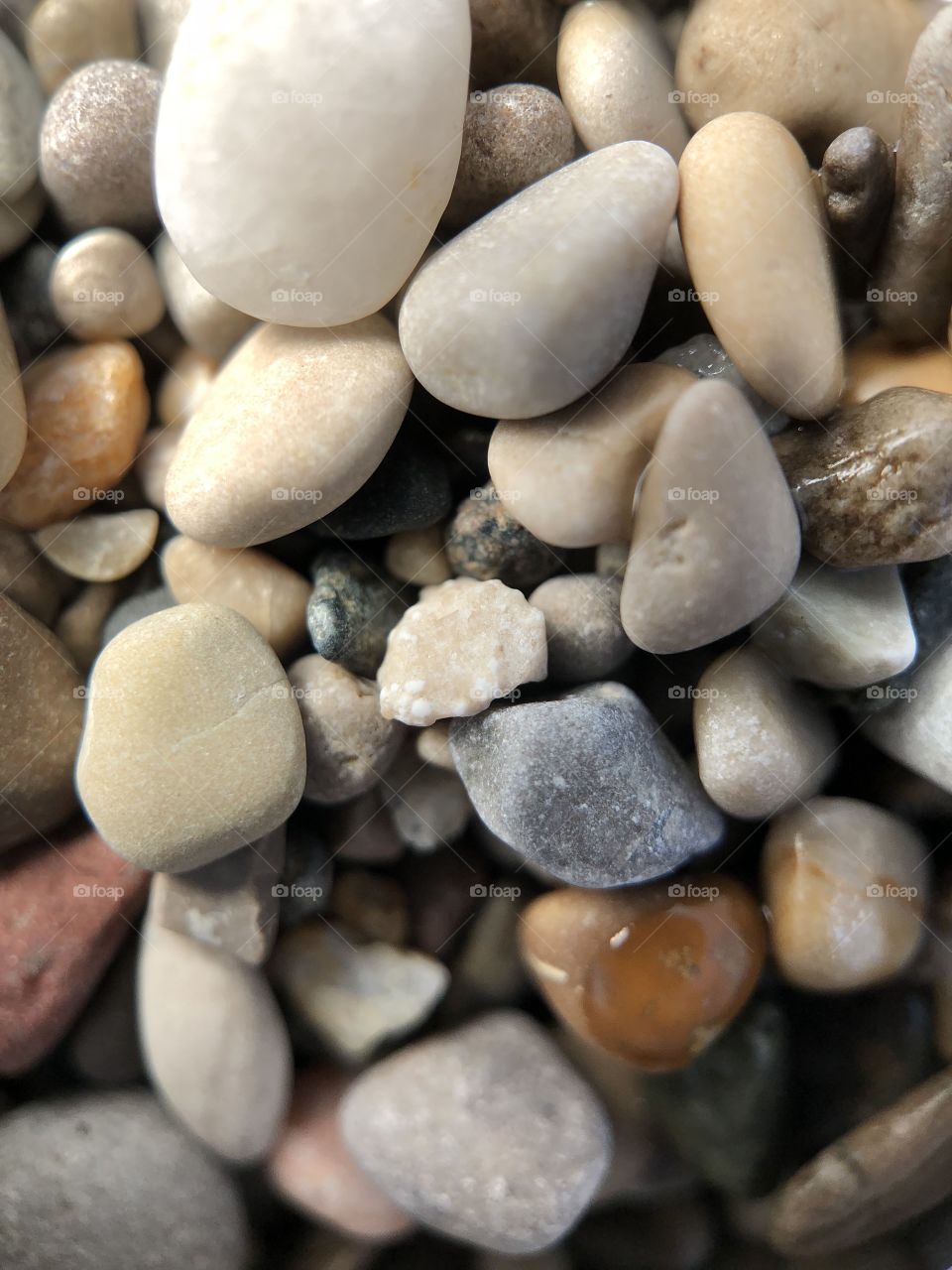 Picture of a fossil in the pebbles 