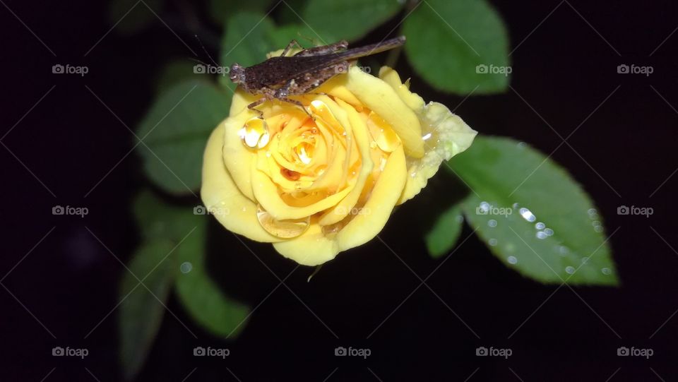 yellow Rose flower On grasshopper