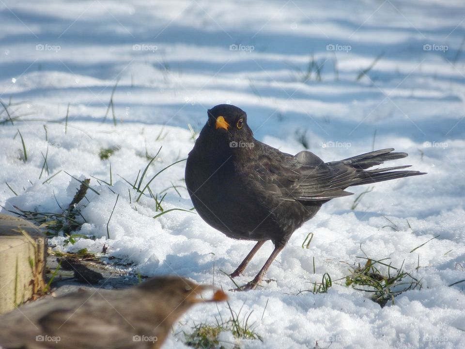 Blackbird in snow