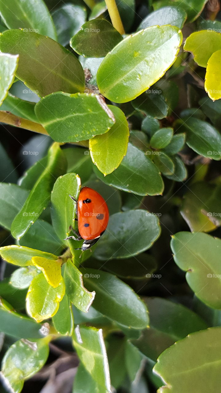 ladybird