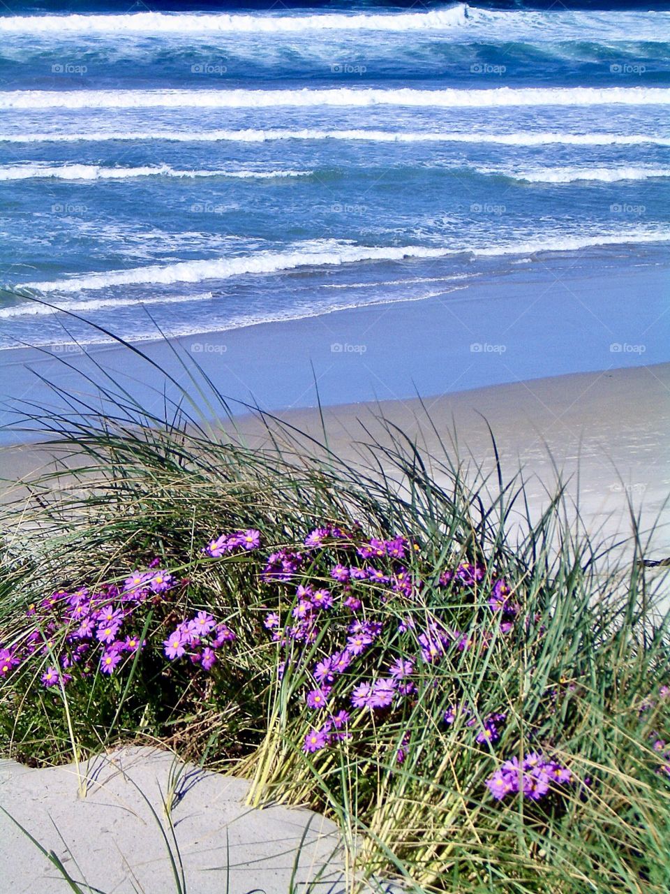 Seaside flowers