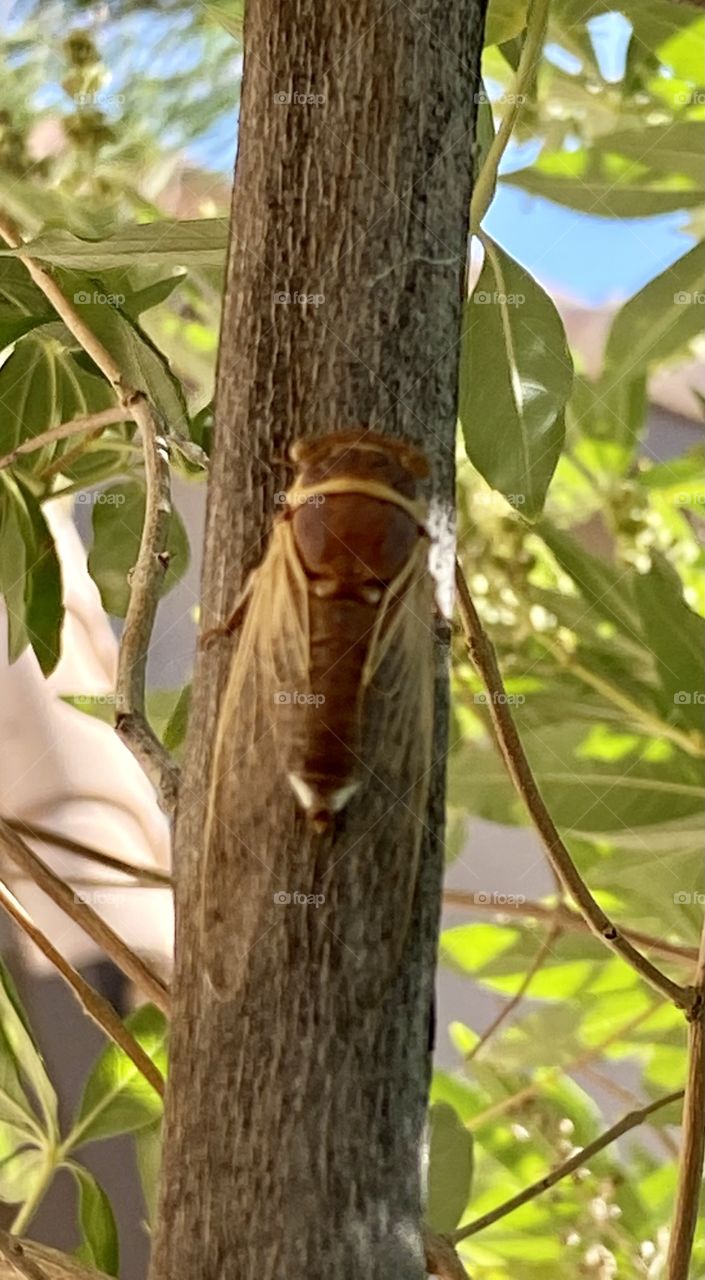 Cicada camouflage 
