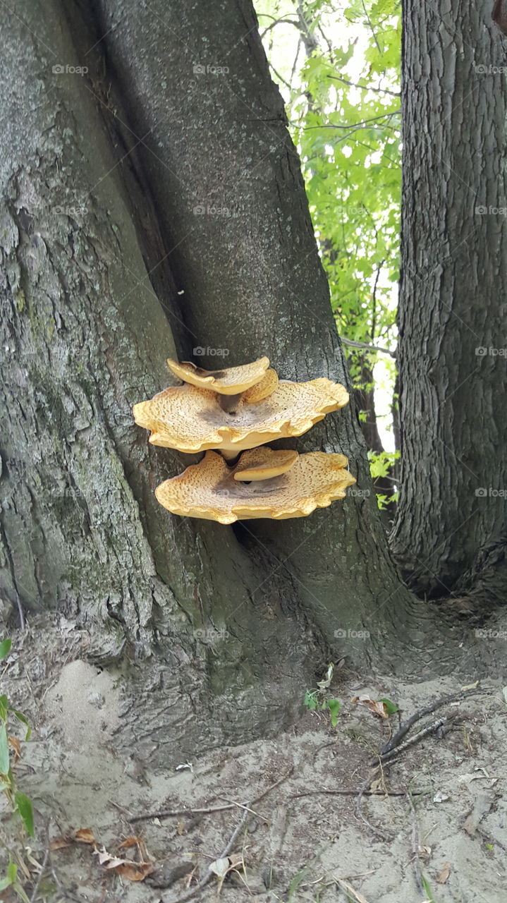 Huge Fungi