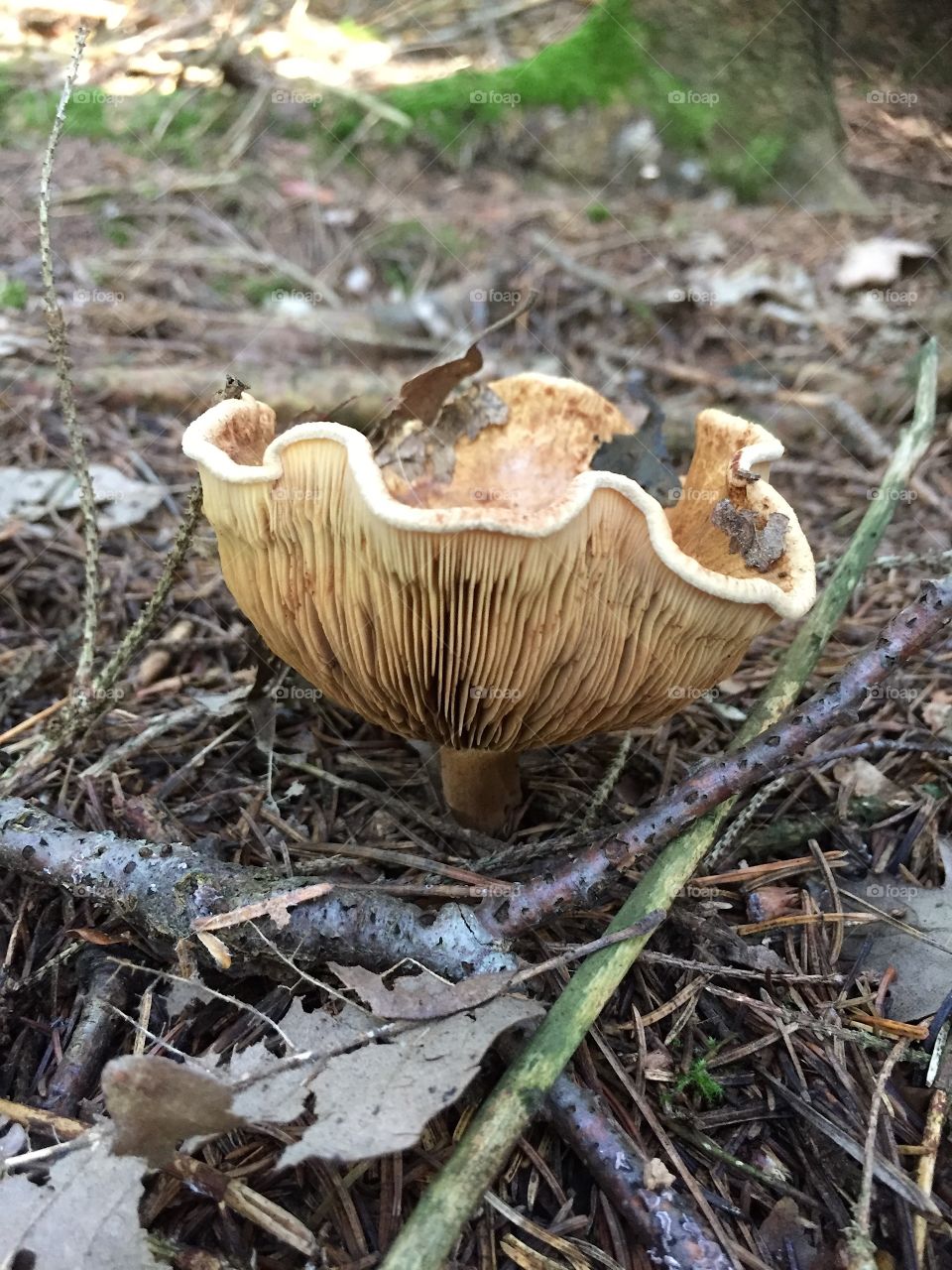 Fungus