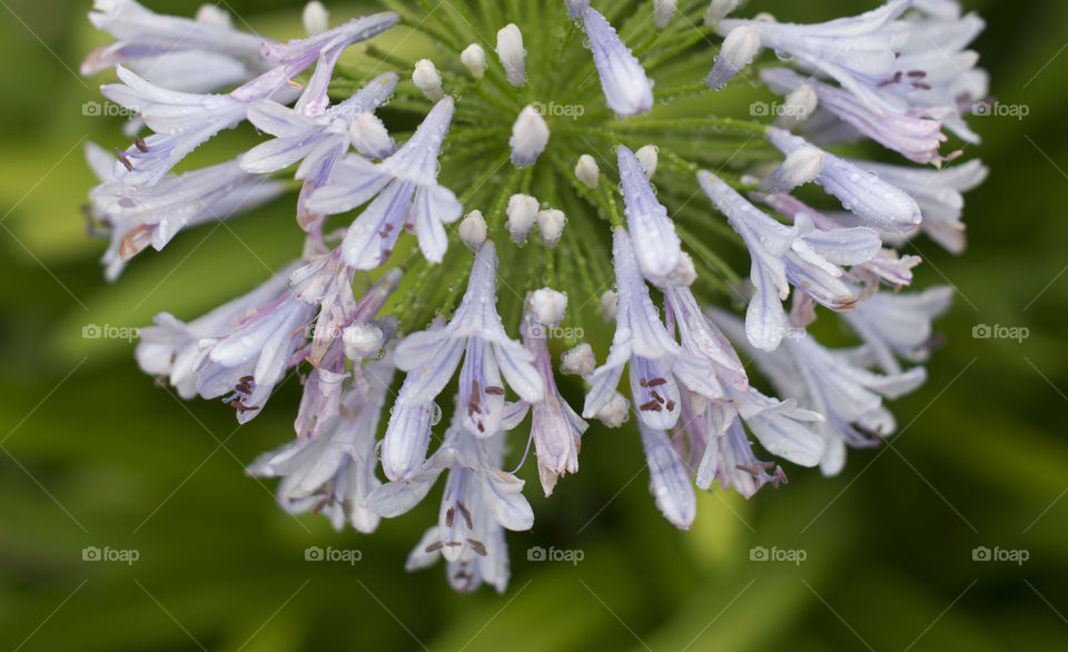 African lily Agapanthus flower