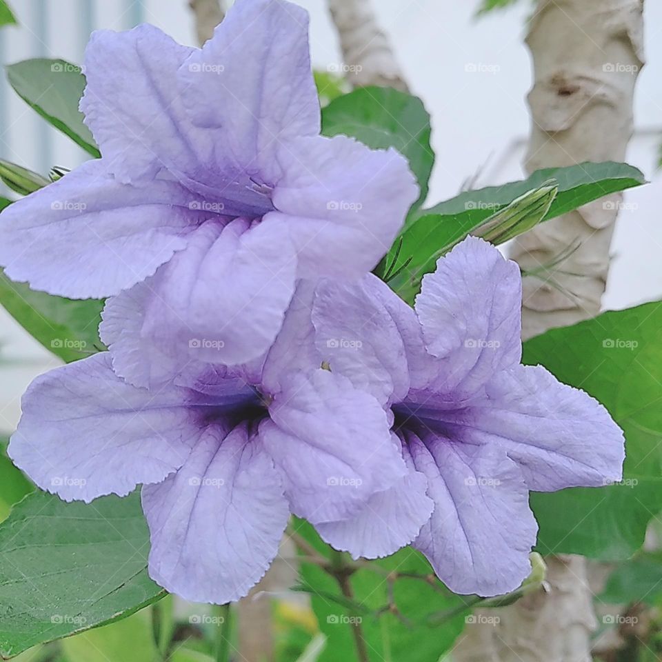 Purple ruellia flower