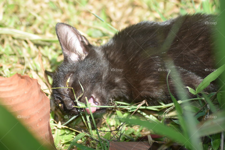 Looks it's another black beauty.. Eating grass