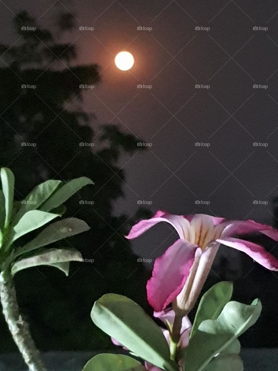 The yellow moon is a sign of hope, prosperity, and good luck when it finds itself in the sky.