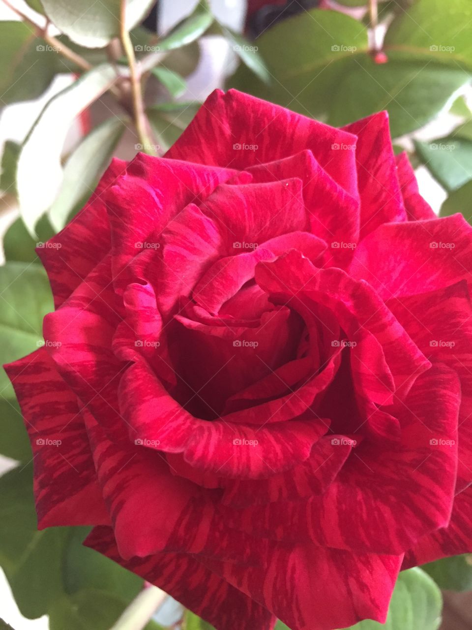 Beautiful Roses 