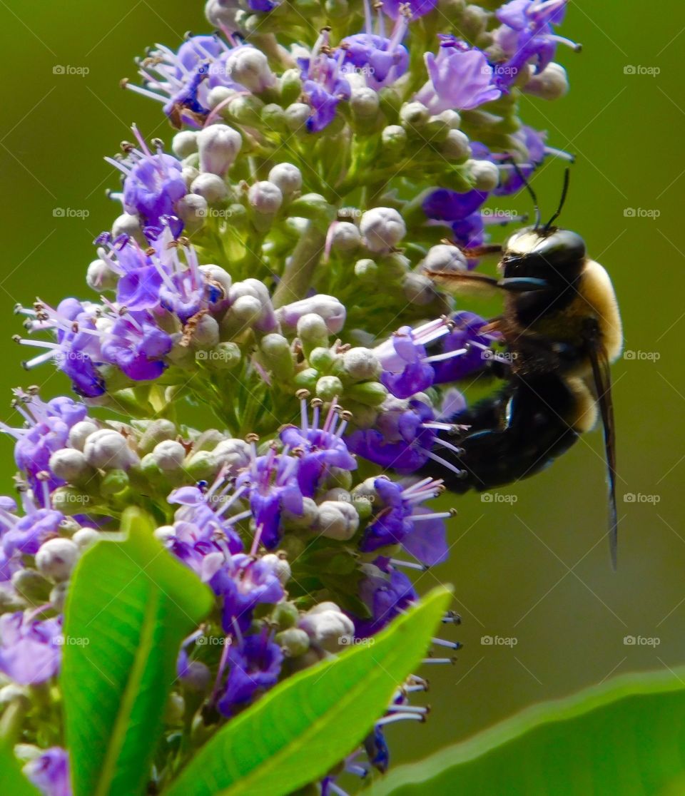 Bee and purple flower