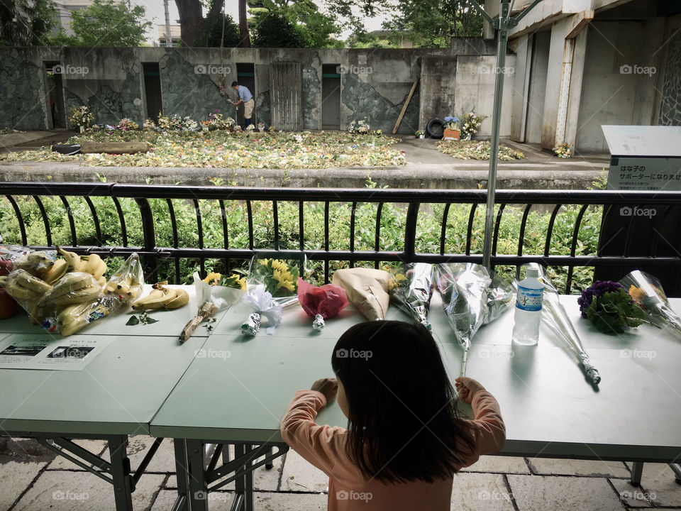A girl with black hair giving a bouquet to a gone elephant at the zoo