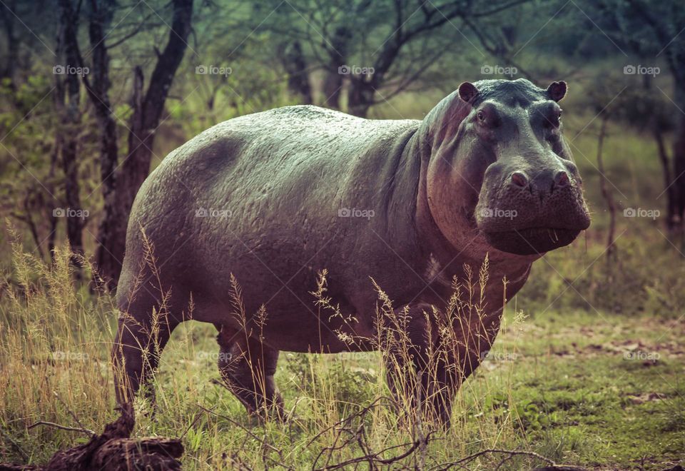 Here is a hippo that just got done grazing and is heading to the water.