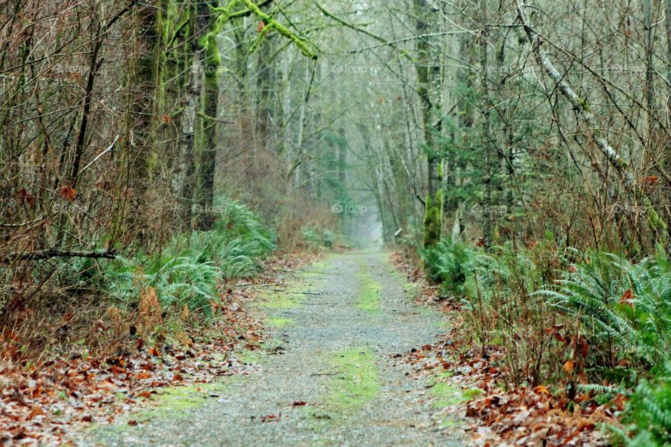 I love these disappearing pathways. They always have a sense of mystery about them. This is a foot path/bicycle/horse trail in the woods. Even in the West Coast winter it is full of colour; green, grey , brown. A faint mist adds to the mystery. 