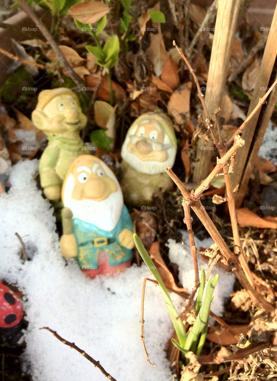 Nature, No Person, Food, Little, Wood