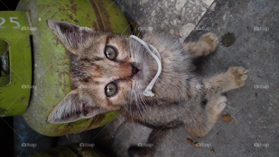 The cute kitten is sitting on the terrace