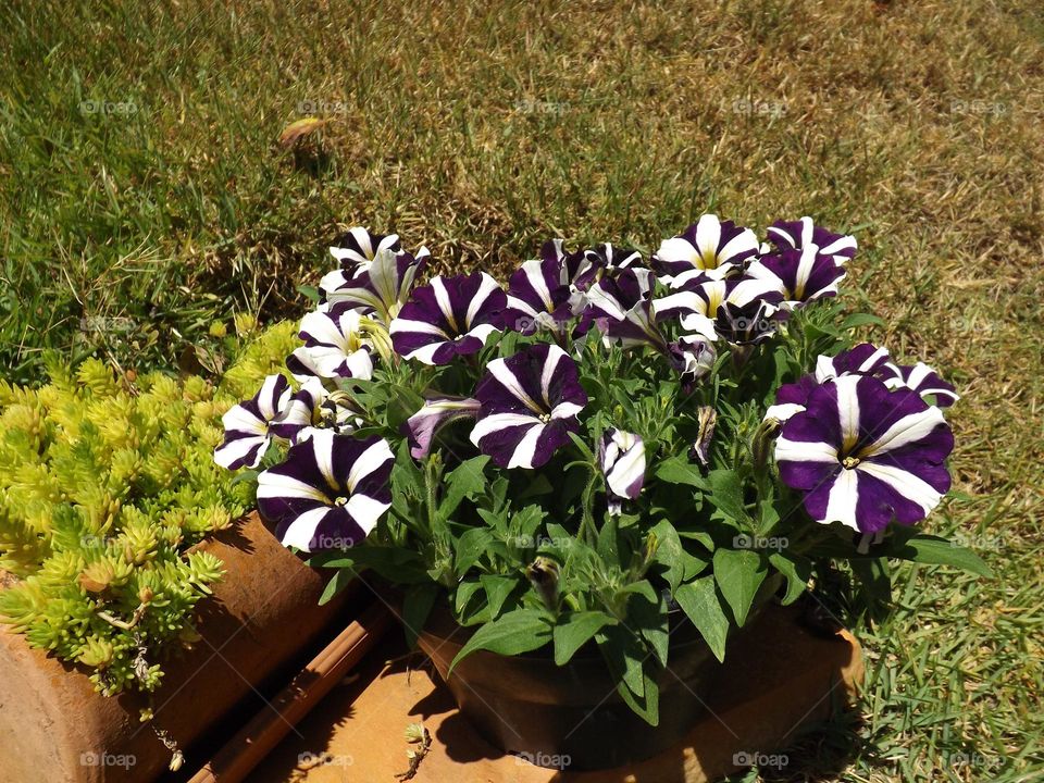 Flower in vaso