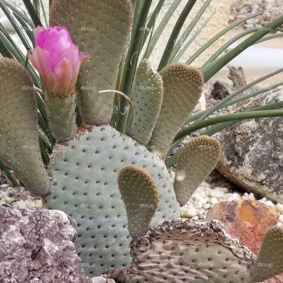 spring in the desert