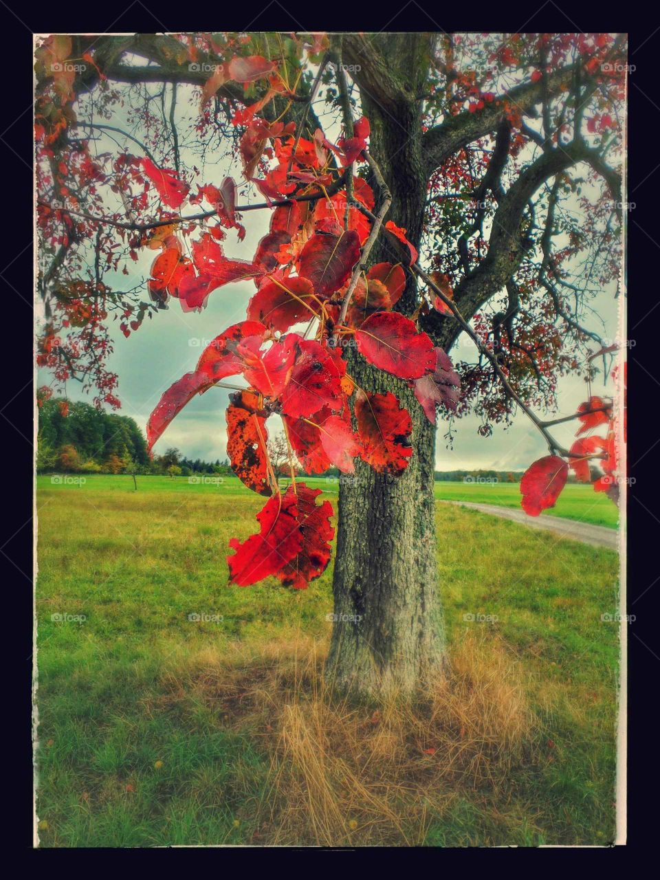 red. red leafs in autumn