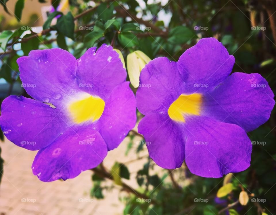 🌹 🇺🇸 Very beautiful flowers to brighten our day.  Live nature and its beauty. Did you like the delicate petals? / 🇧🇷 Flores muito bonitas para alegrar nosso dia. Viva a natureza e sua beleza. Gostaram das pétalas delicadas? 