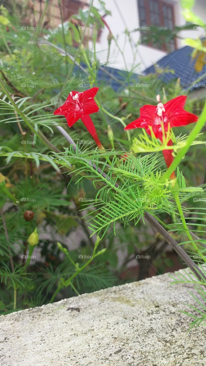 red star flower