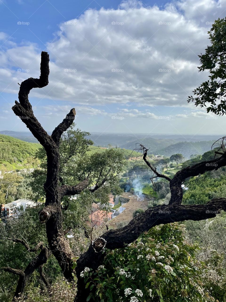View from the top of the tree 
