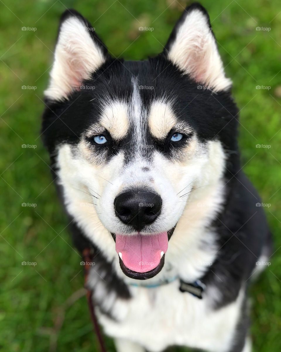 My Handsome Husky