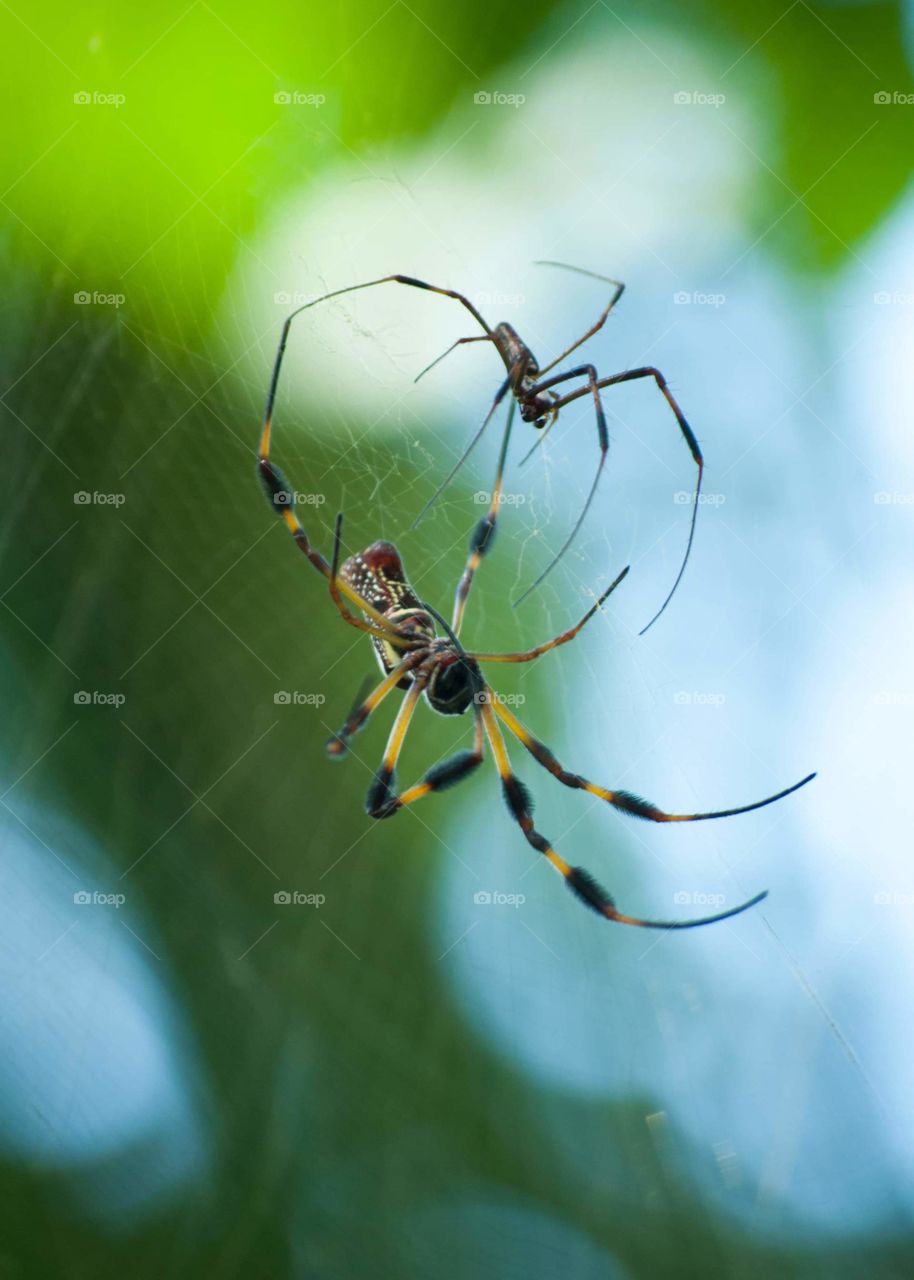 Male and female spiders with black and yellow legs positioned together on web in front of blurred green and blue trees and sky