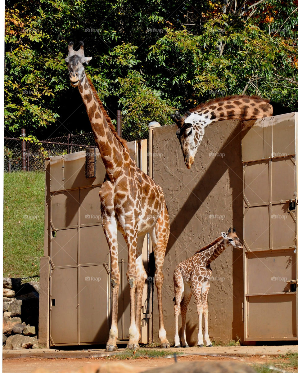 nature zoo animals giraffe by wme