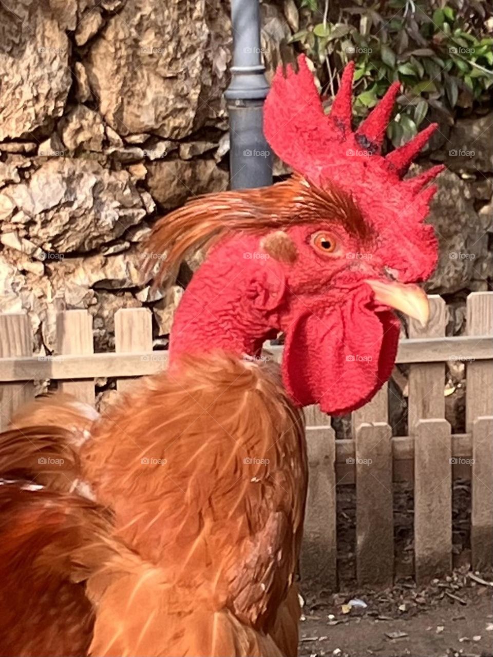 The red crest of a rooster