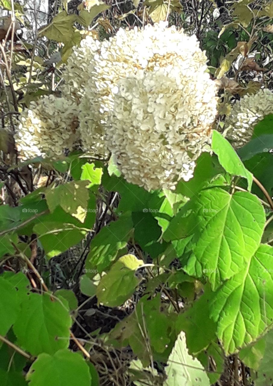 sunlit white  flowers of hydrangea  Anabelle