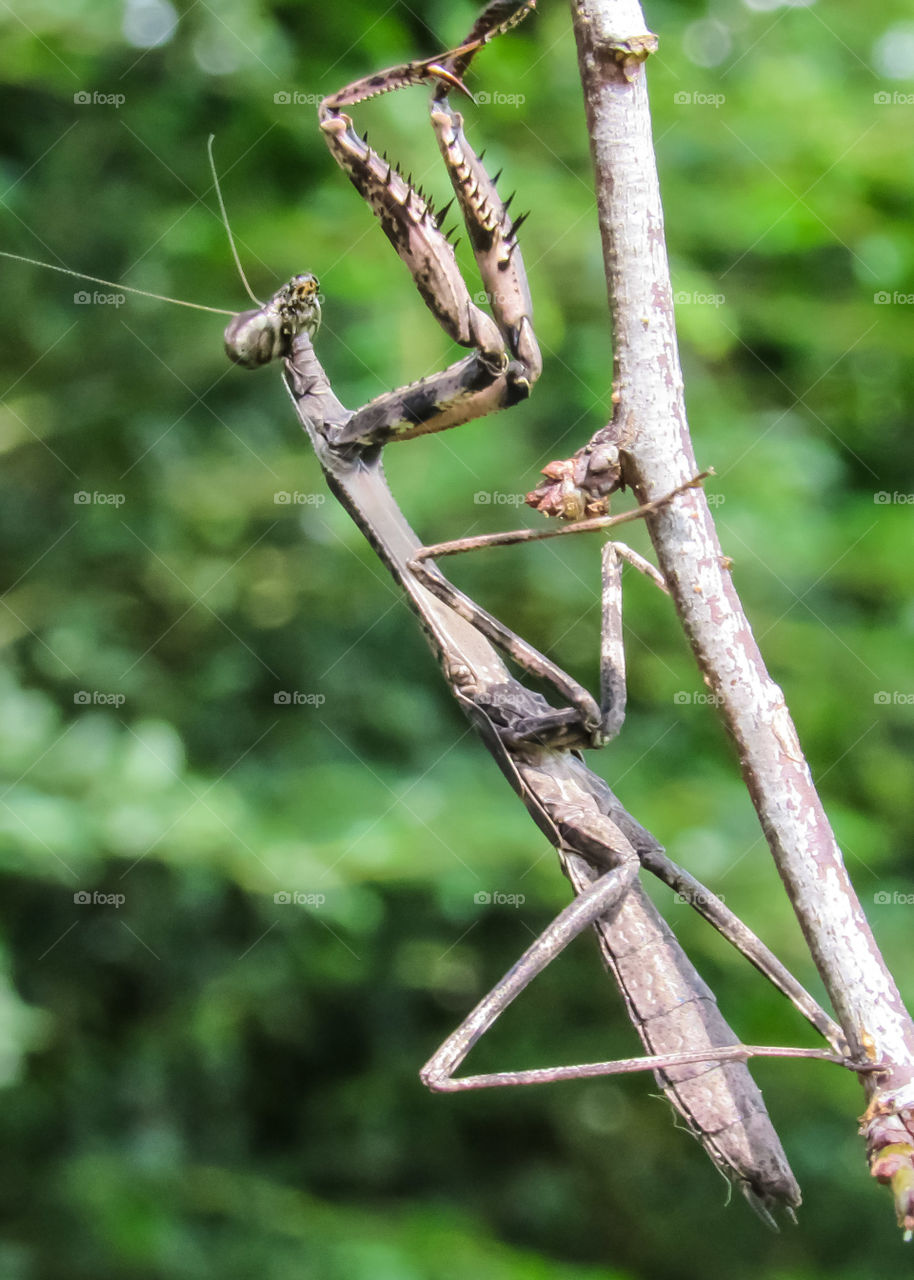 praying mantis on stem camouflaged