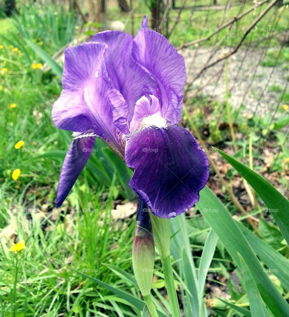 Spring Iris