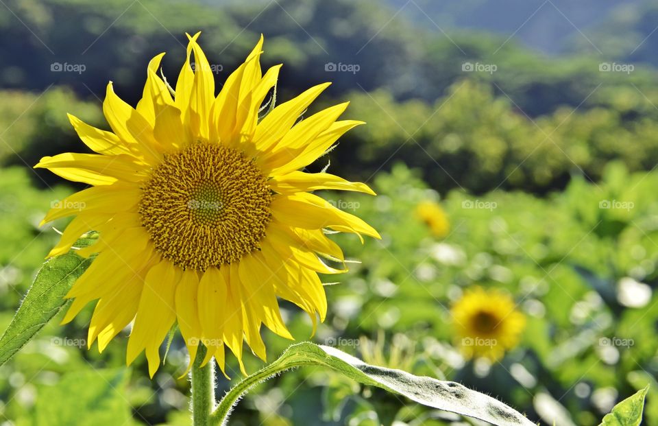 Sunflower 