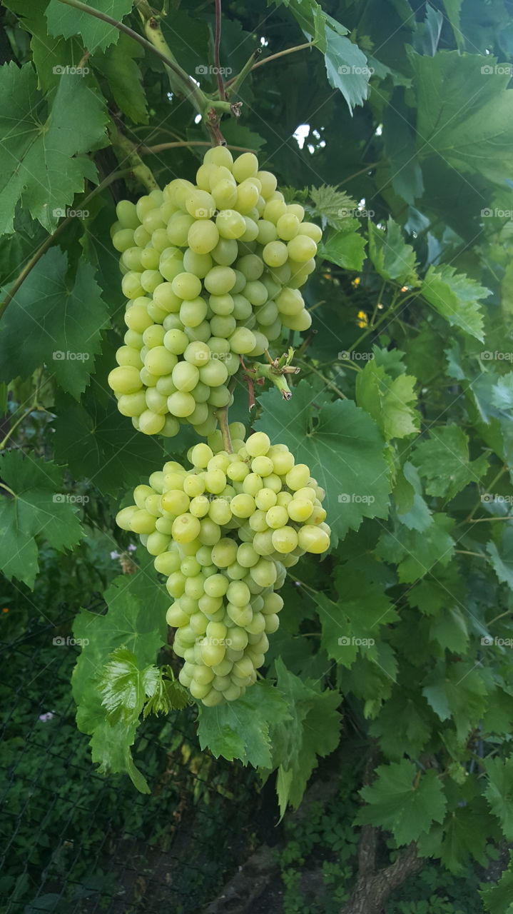 Große Weintrauben