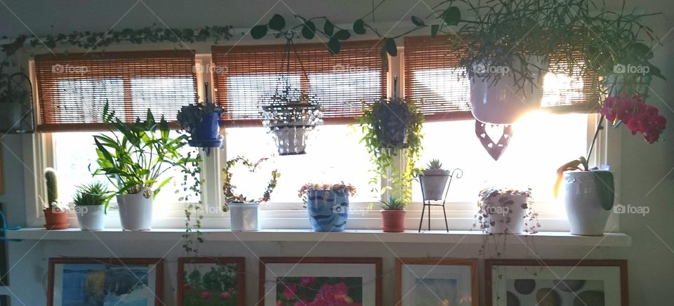 plants in window