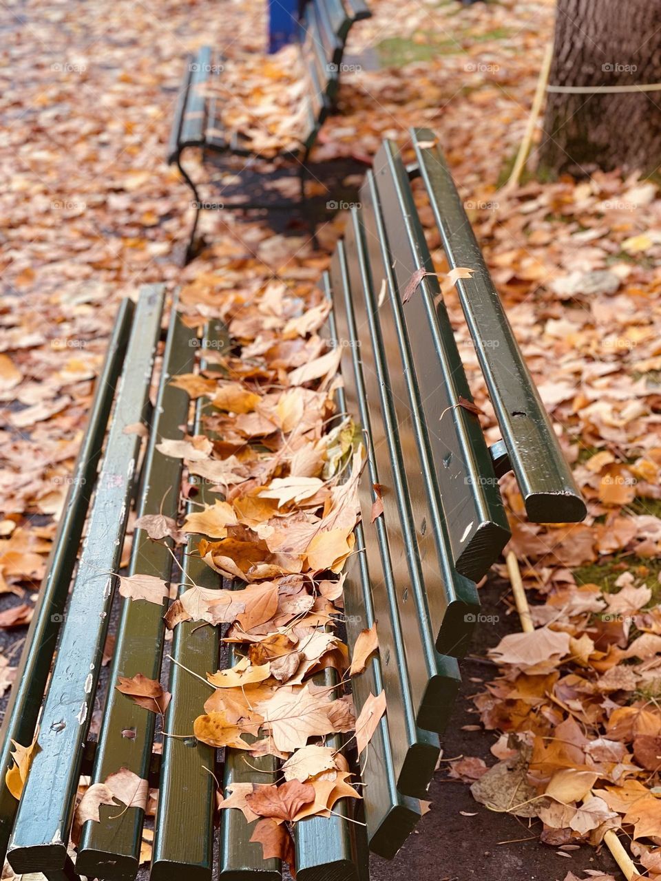 Autumn season, fall season, fallen leaves on city park bench