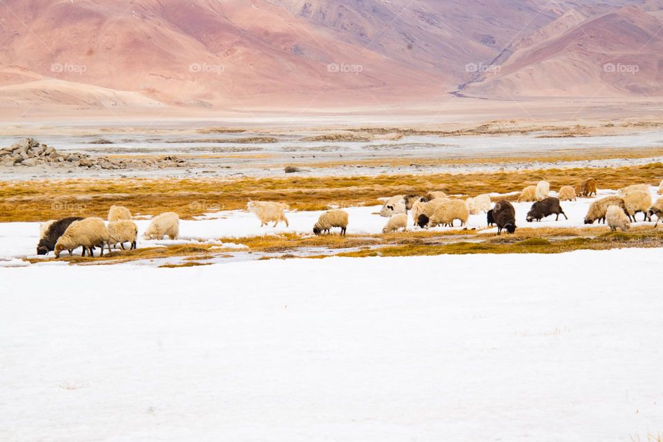 sheep on the frozen lake