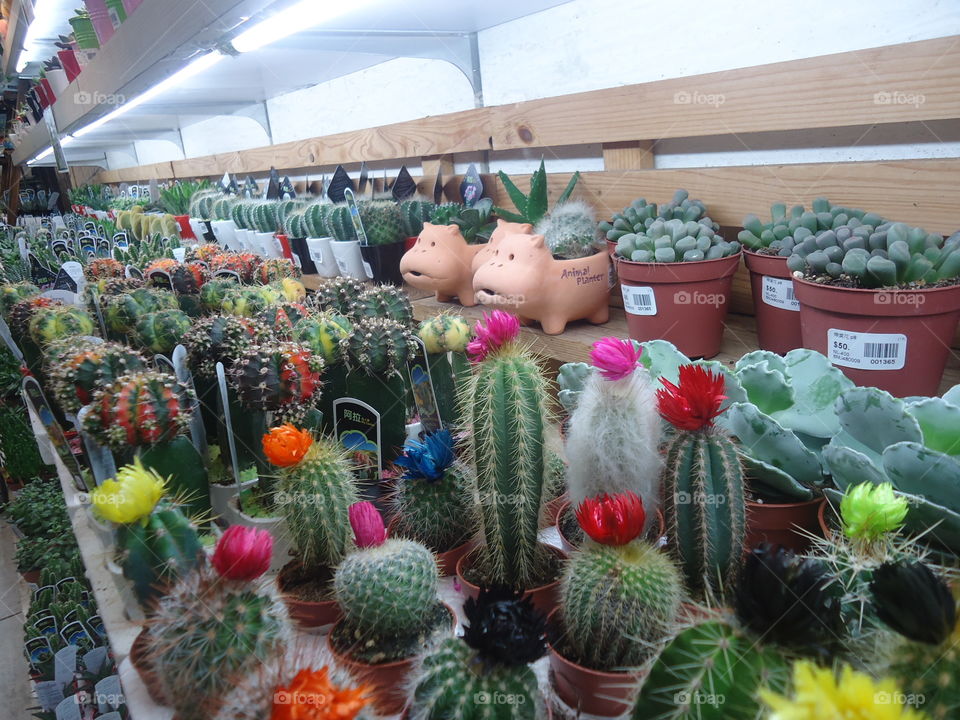 flowering cactus. beautiful cactus plants we found along hk flower market