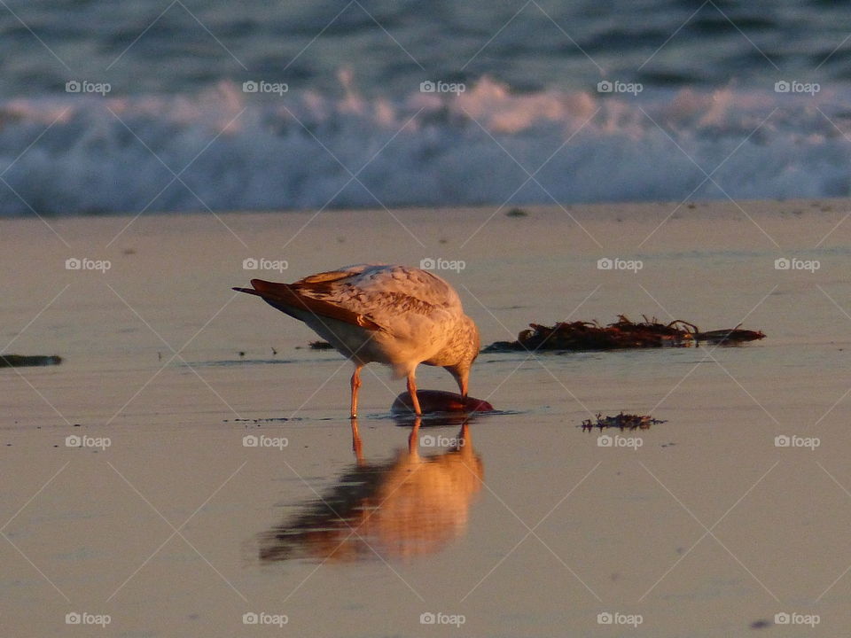 Sunset snack gull at the beach